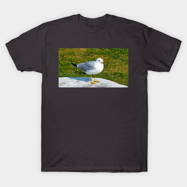 Gull Standing On A Rock T-Shirt by BackyardBirder
